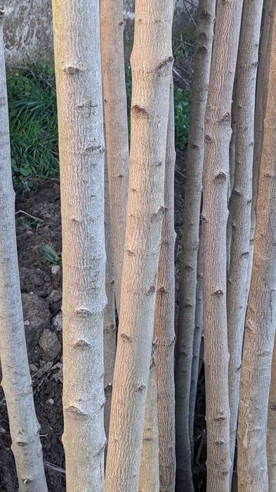 Sadzonki klon pospolity, jawor, jesionolistny, zwyczajny