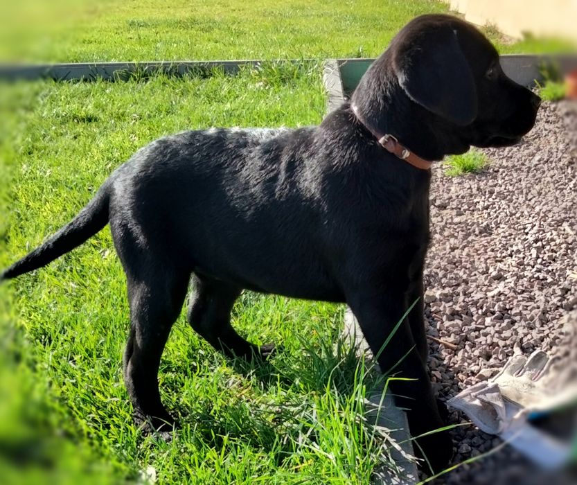 Labrador retriever szczenięta