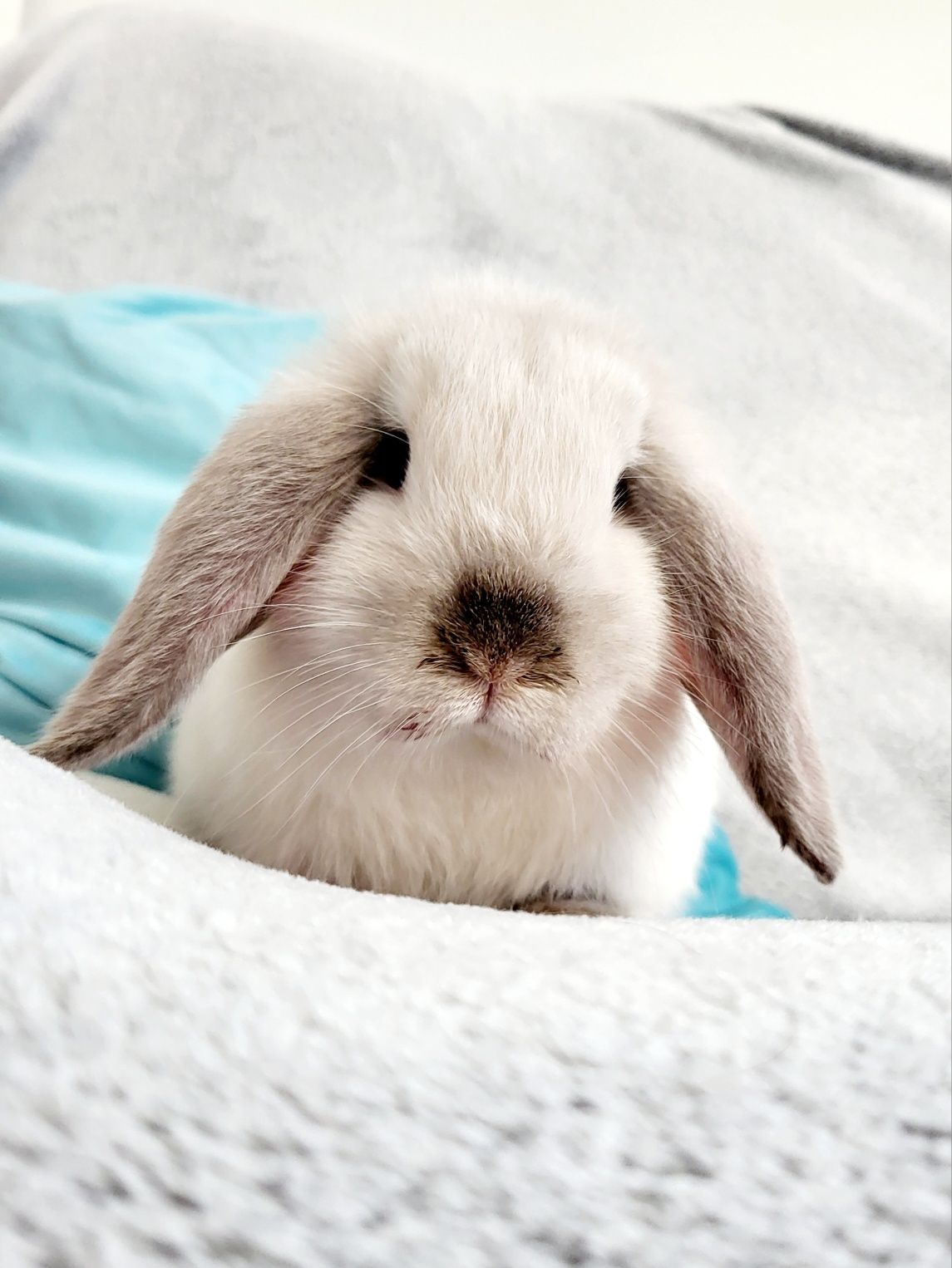 Karzełek baranek - Mini Lop