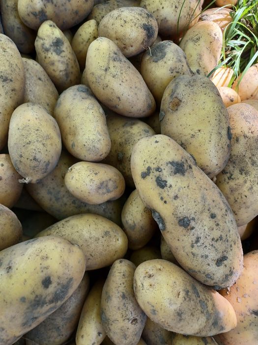 Картопля різних сортів на зиму.