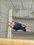 Agapornis fischer 2024