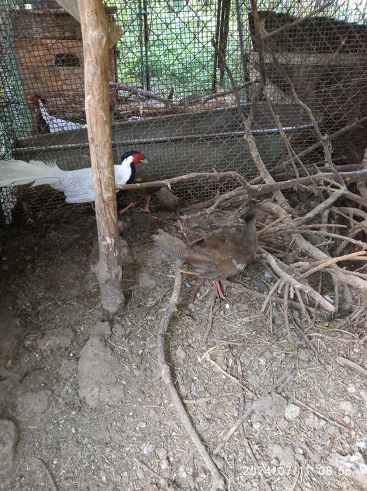 sprzedam bażanty srebrne