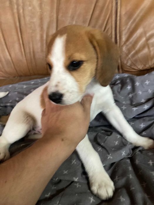 Pequeno filhote de Beagle