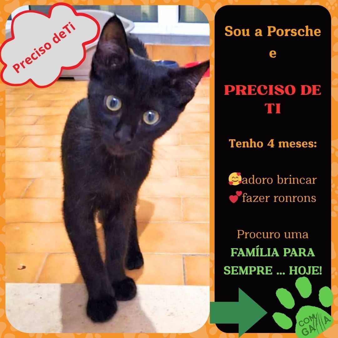 Gatinha para adoção Porsche