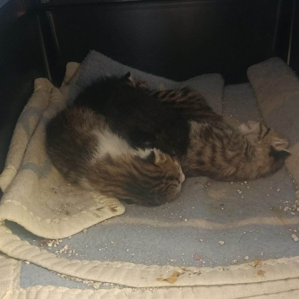 Kocie dzieci w potrzebie domów