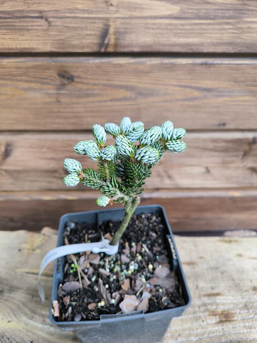 Ялиця пихта корейська Kohouts Icebreaker на штамбі