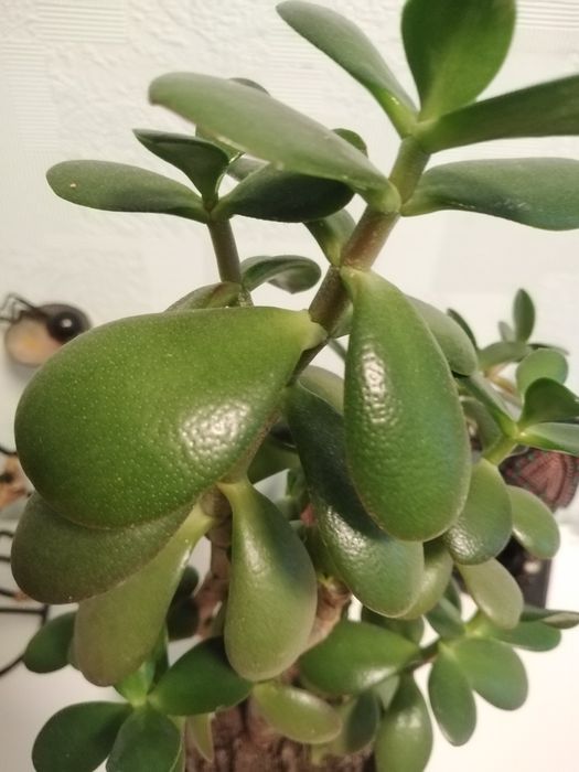 Крассула, Толстянка, Денежное дерево