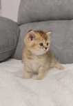 Menina Scottish Straight Golden Shorthair
