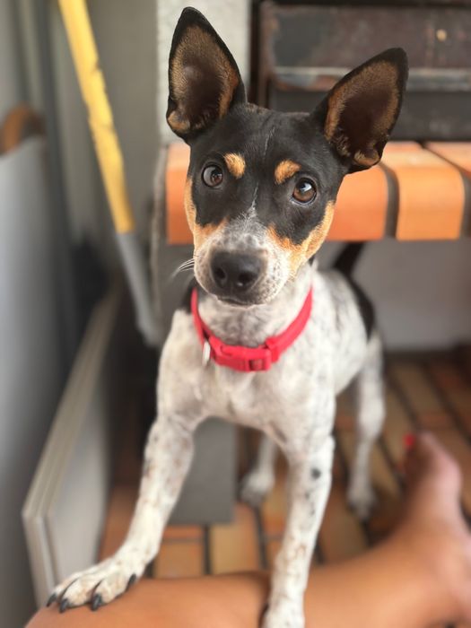 Cão porte pequeno (novo lar)
