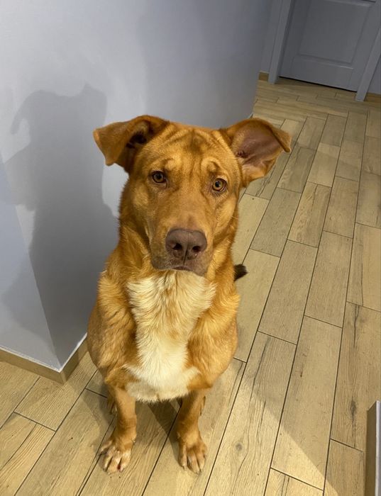 Oddam pieska w dobre ręce