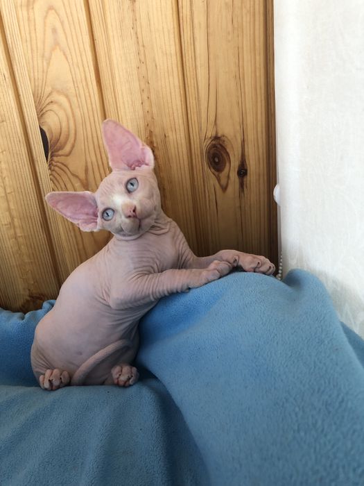 Канадские сфинксы малыши