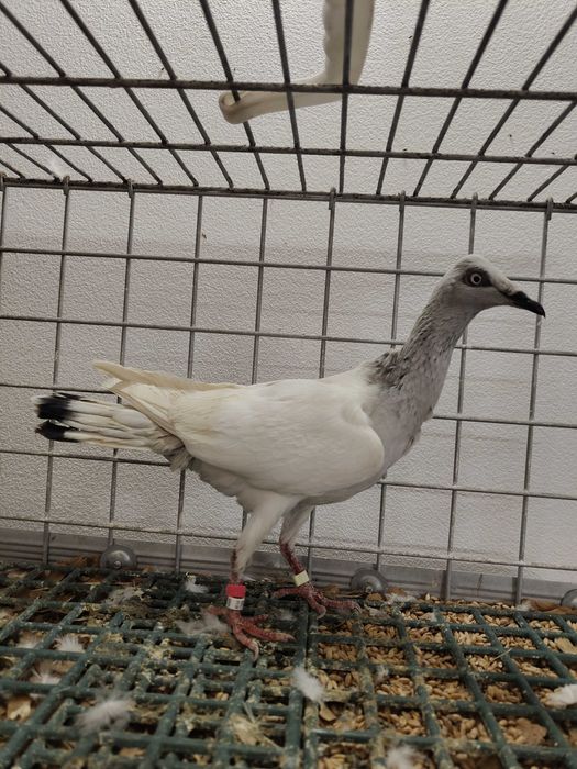 Jasny samiec 2021 gołębie