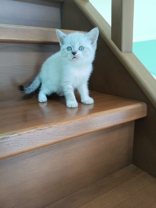 Голубоглазое плюшевое чудо! Одесса!!!