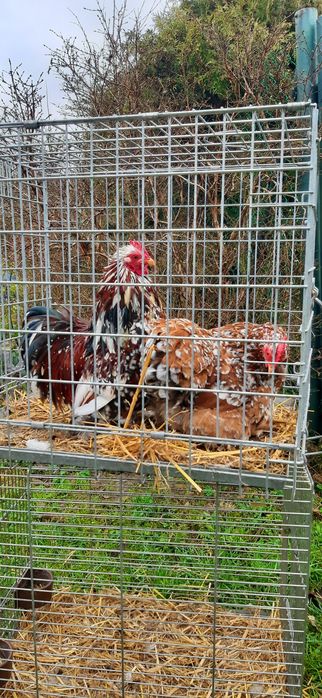 Kochin kochiny miniaturowe 160