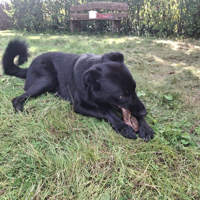 Pilnie oddam psa w dobre ręce