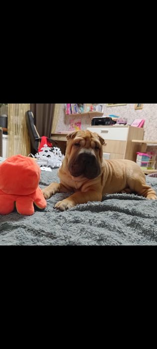 Отдам в хорошие руки девочку шарпея с документами чипирована