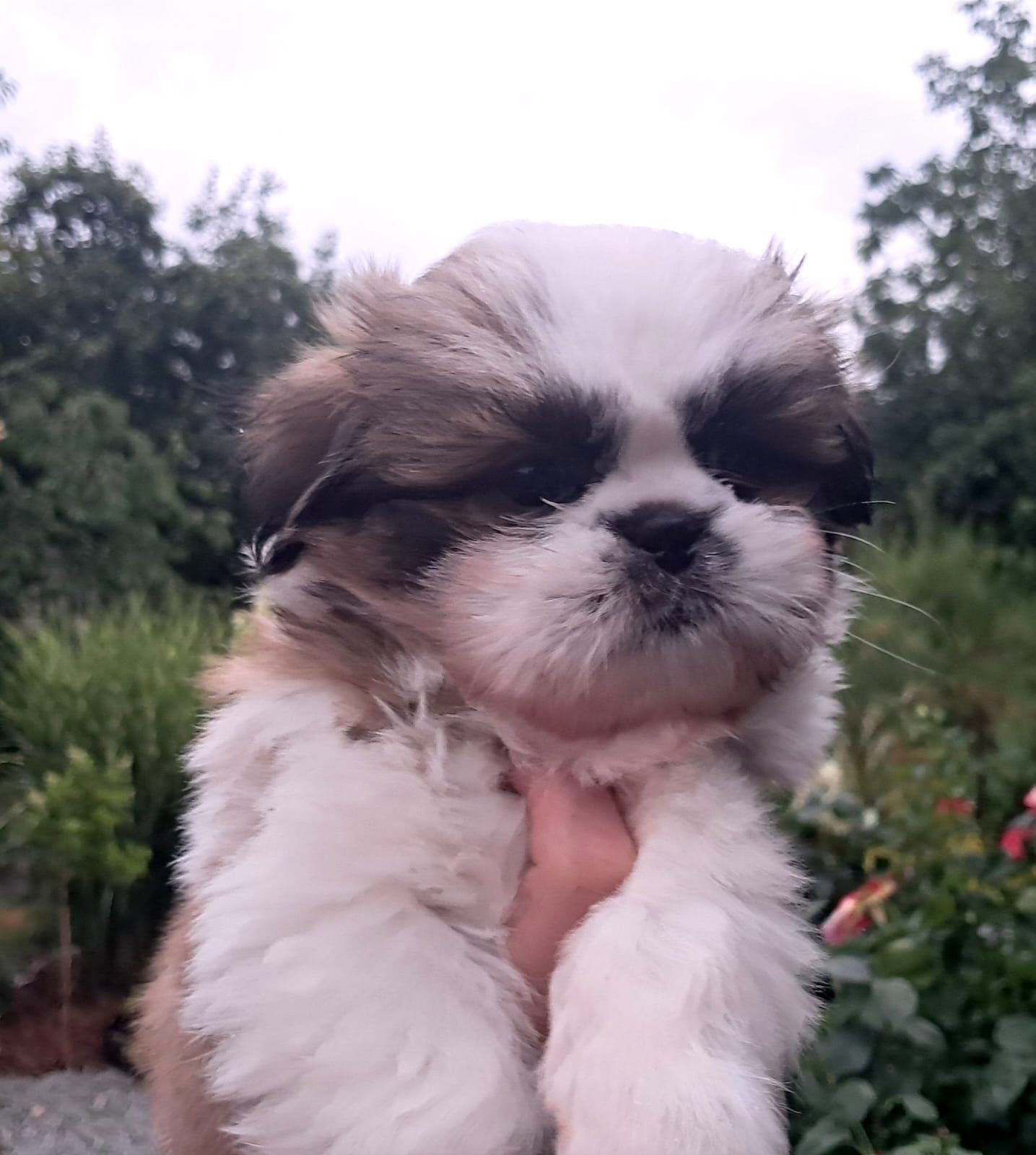 Śliczna Suczka  Shih tzu