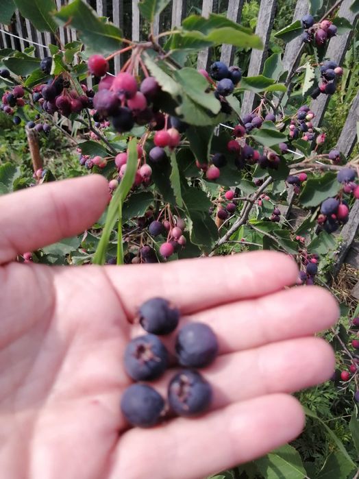 Продам саджанці ірги