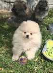Śliczny piesek Szpic Miniaturowy-Pomeranian