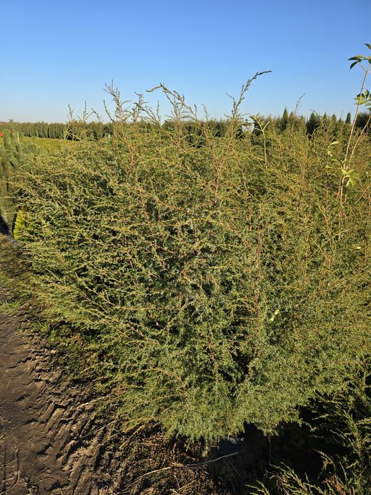 Jałowiec Hibernica 120-140 cm pospolity szybkorosnacy zywoplot