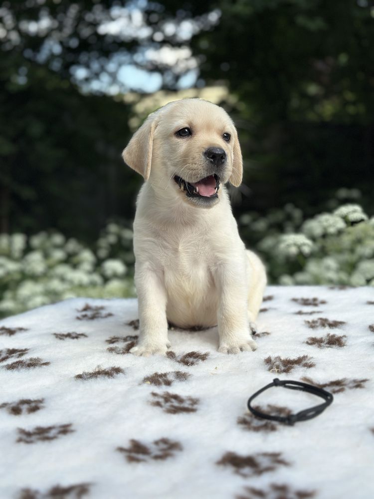 Labrador Retriever FCI