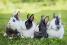 Kroliki miniaturki piekne mini lop baranki angorki karzelek