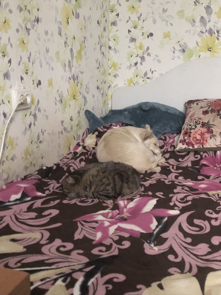 Продам скутер ямаха джог са 24