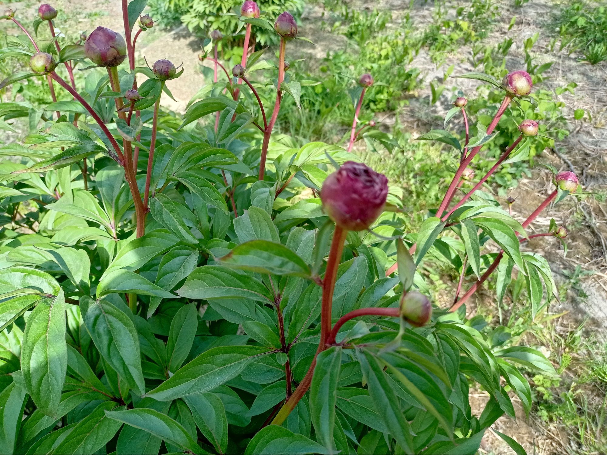 Kwiaty peonie sprzedam