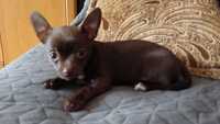 Chihuahua czekoladowa suczka