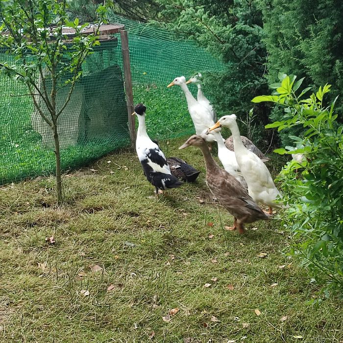 Kaczory BIEGUS INDYJSKI  czystej rasy z czubkiem