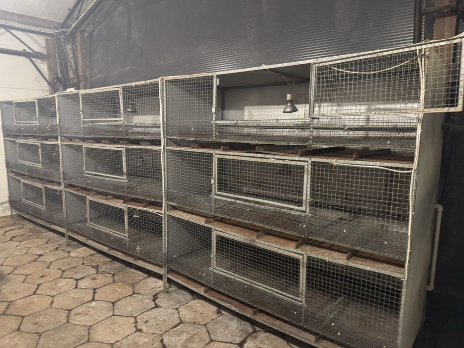 Przepiórki. Bateria do hodowli- AUTOMAT!. Klatki dla przepiorek