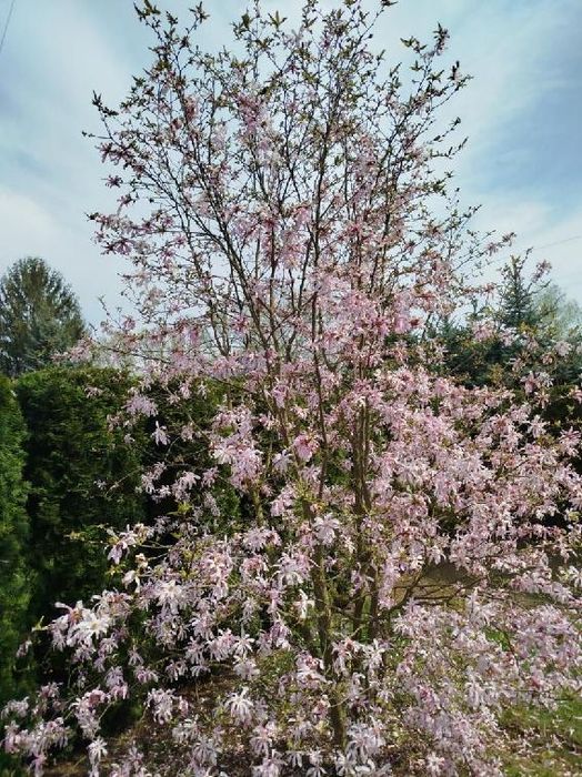 Magnolia 3,5 metra