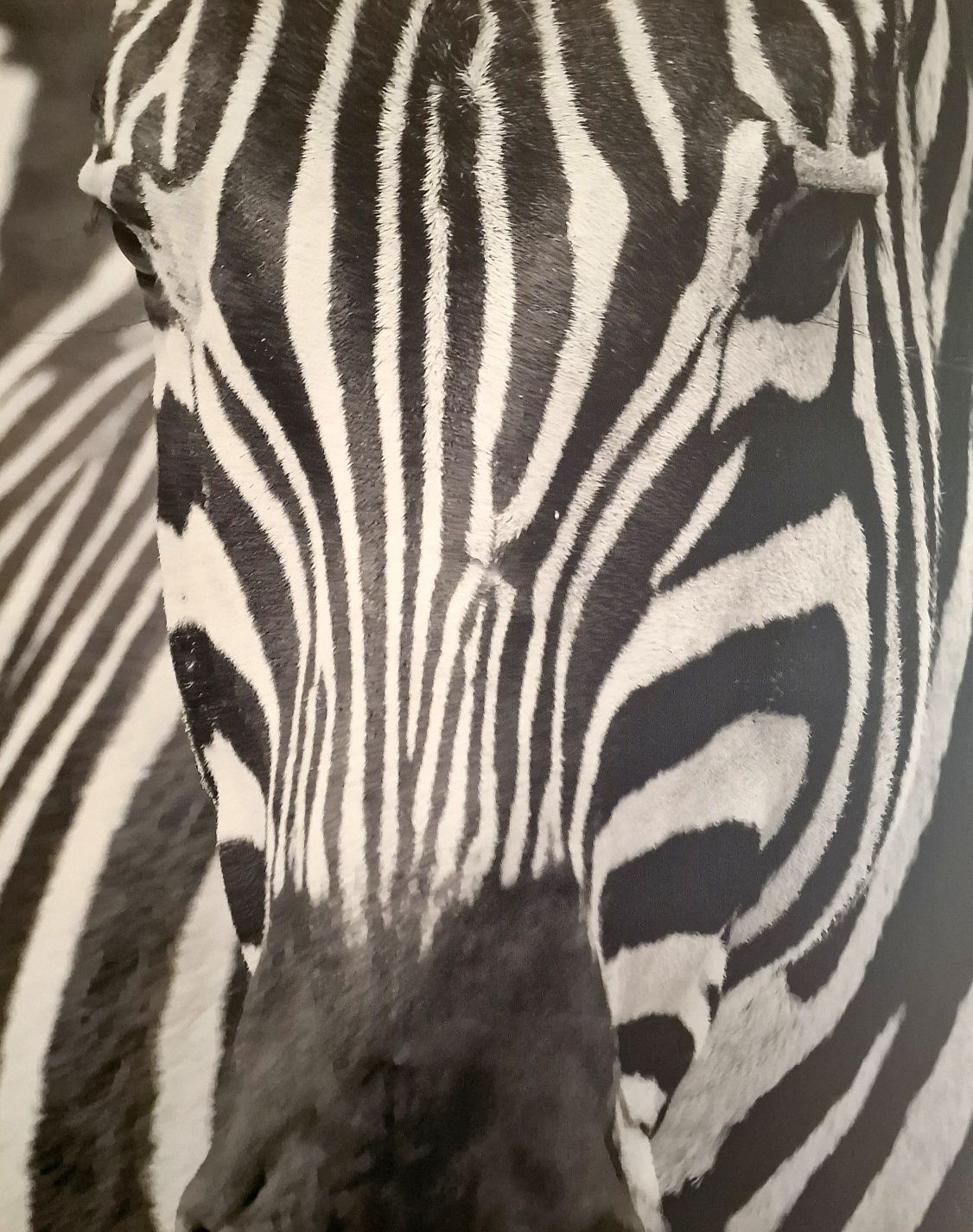 Картина принт "зебра" 115см×83см