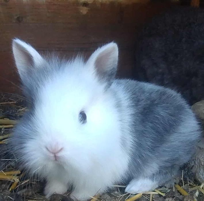 Króliczki miniaturki samce i samice