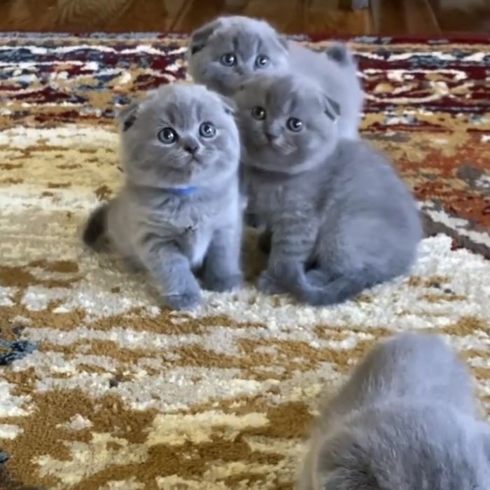 Шотландські вислоухі