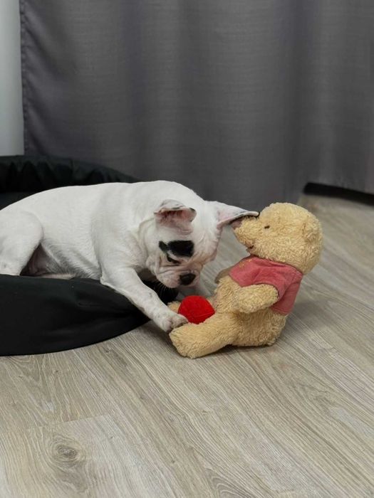 Sprzedam psa rasy buldog francuski rodowòd