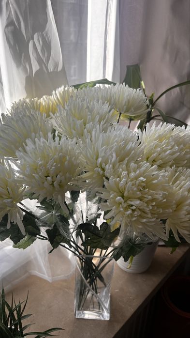 Bukiet 20 sztuk wysokich, nowych chryzantem w kolorze białym