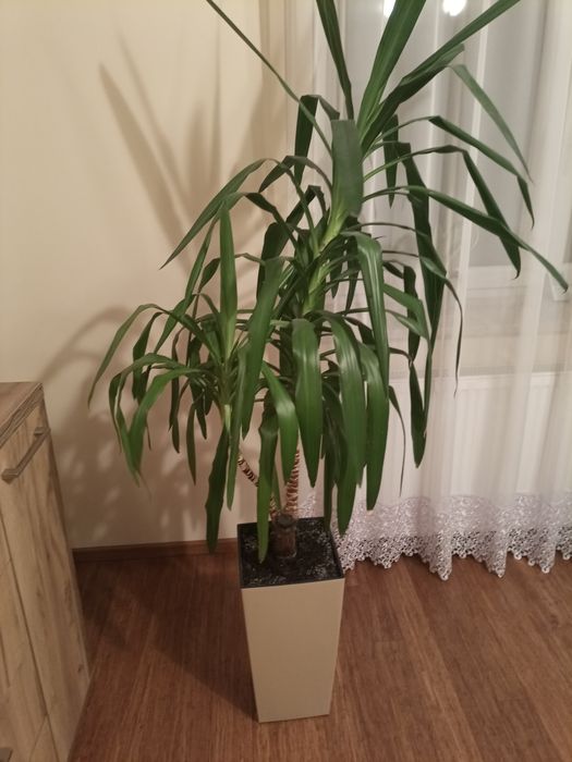 Juka 10 letnia wys. 150 cm