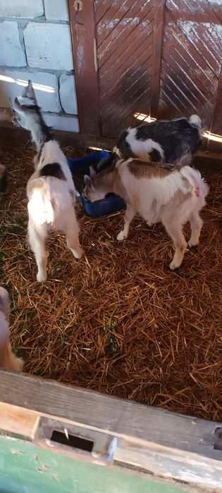 Kozy i koziołki Obrowo