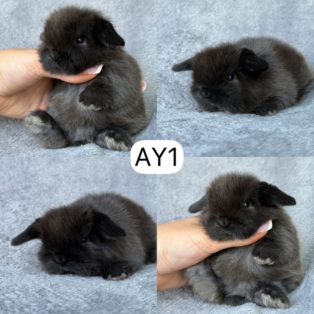 Królik Baranek Miniaturka MINI LOP