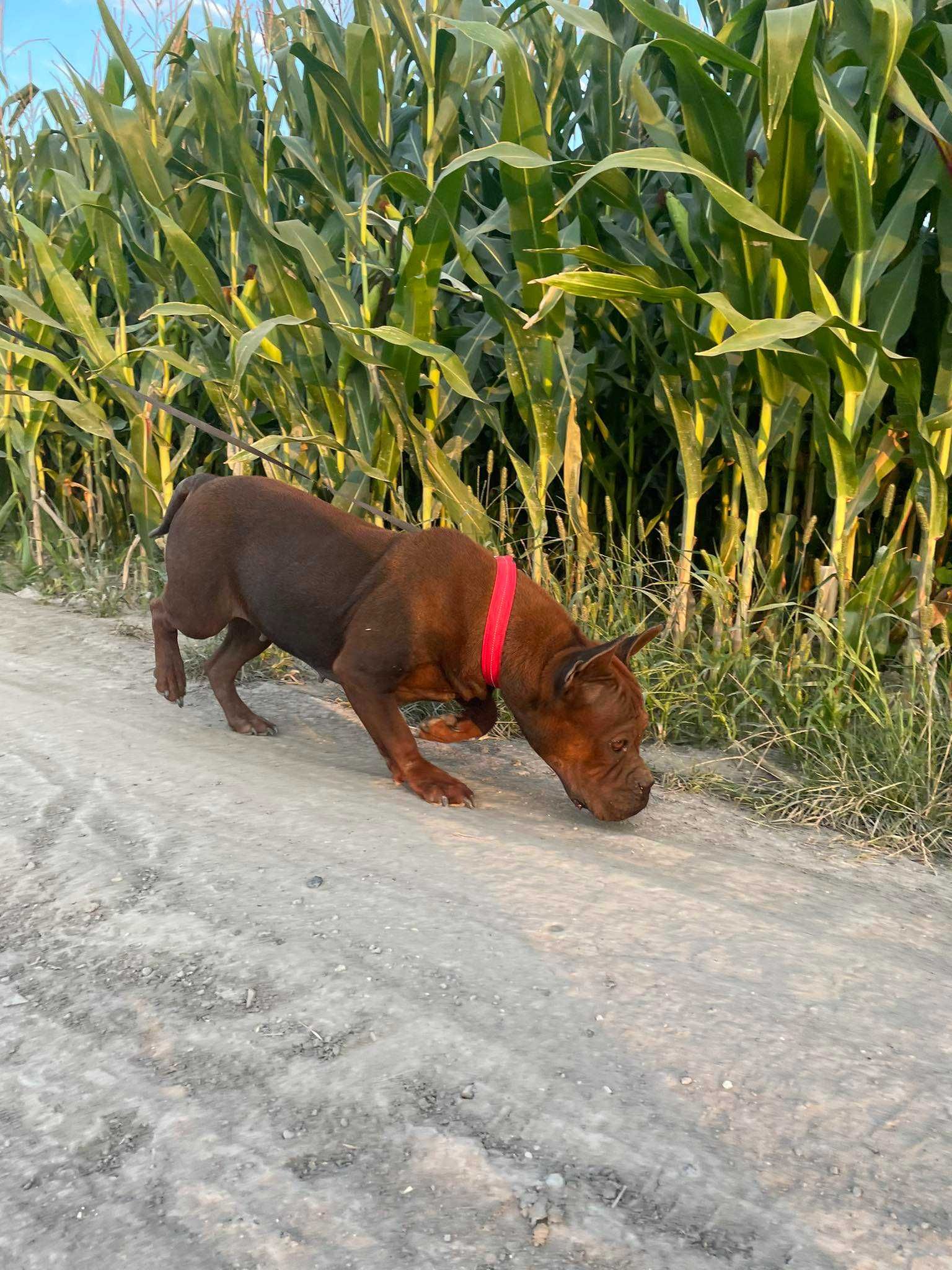 Chiński pies Chongqing, chiński buldog, suka hodowlana ZKwP/FCI