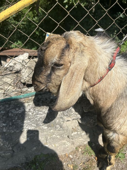 Продам породистих кіз