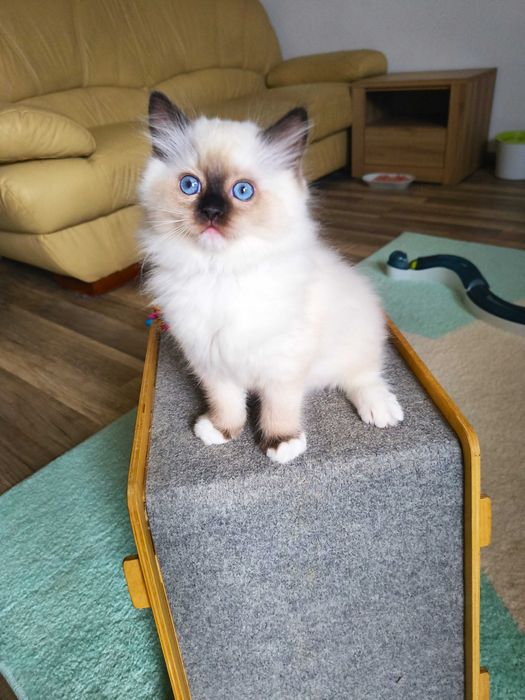 Cudowna koteczka Ragdoll