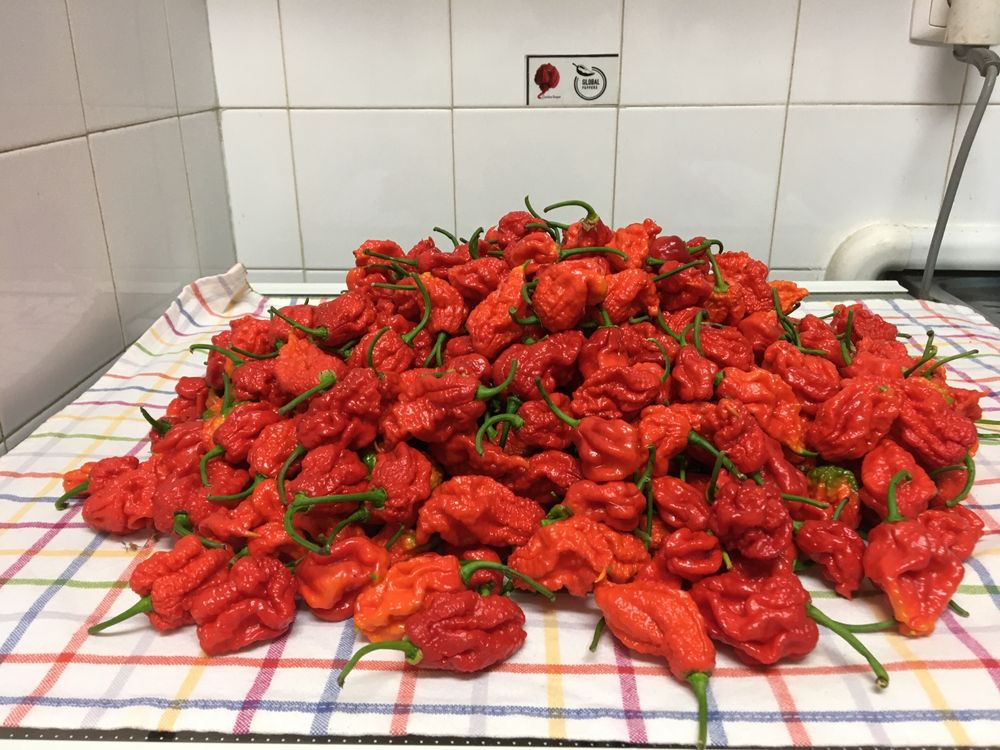 Carolina Reaper fresca