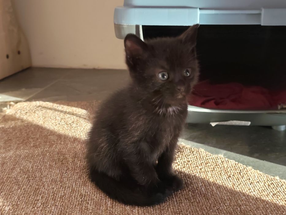 Котенята бомбейської породи, безкоштовно