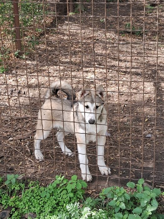 Цуценята західно-сибірської лайки щенки западно-сибирской лайки