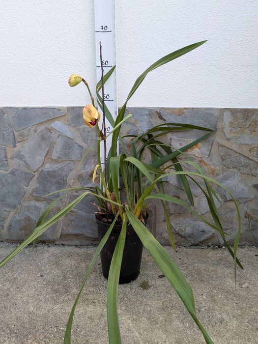 Orquídeas Cimbidium