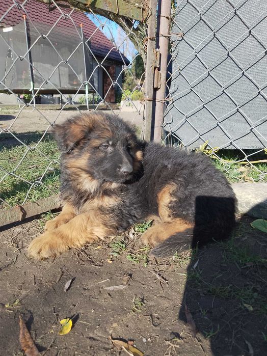 Owczarki Niemieckie Długowłose