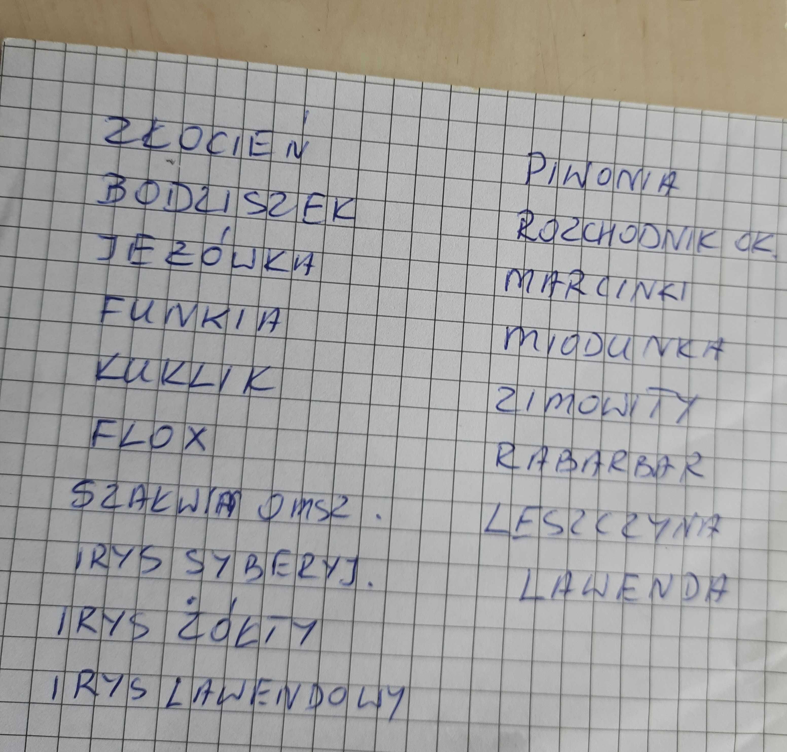 Irysy, kosaćce, zółte, sadzonki wysyłka