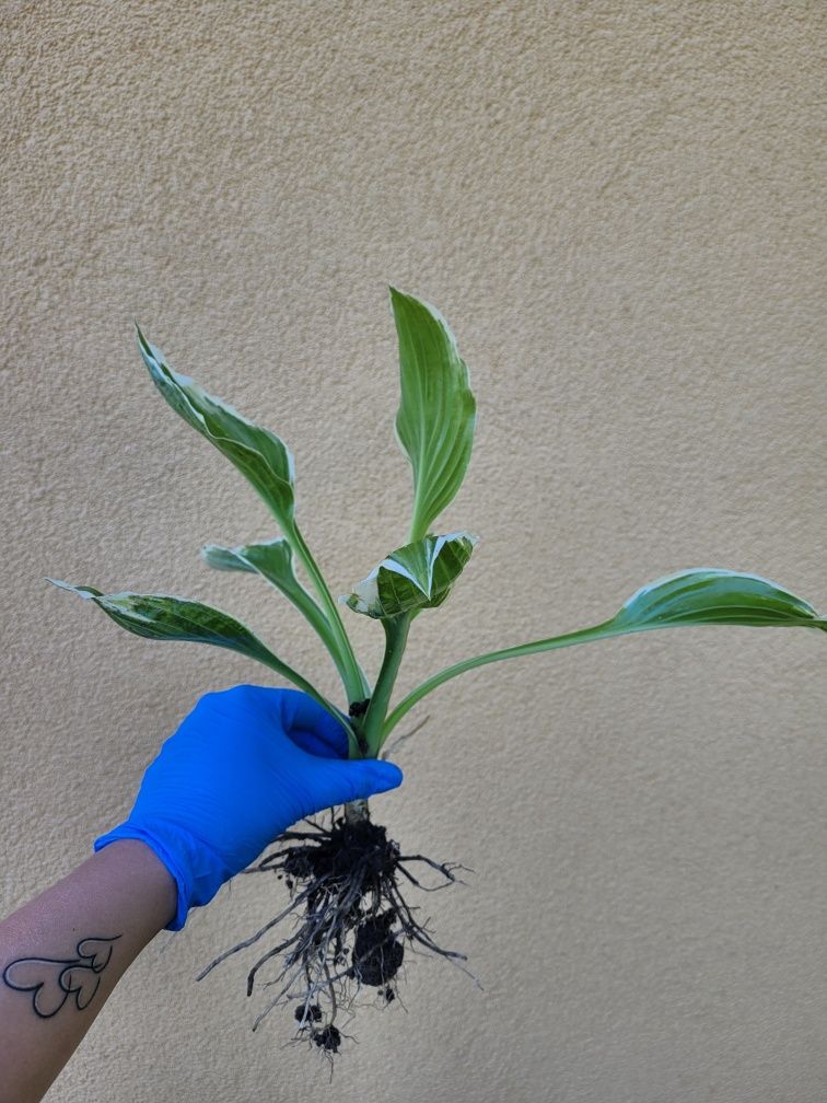 Hosta funkia duże podłużne liscie